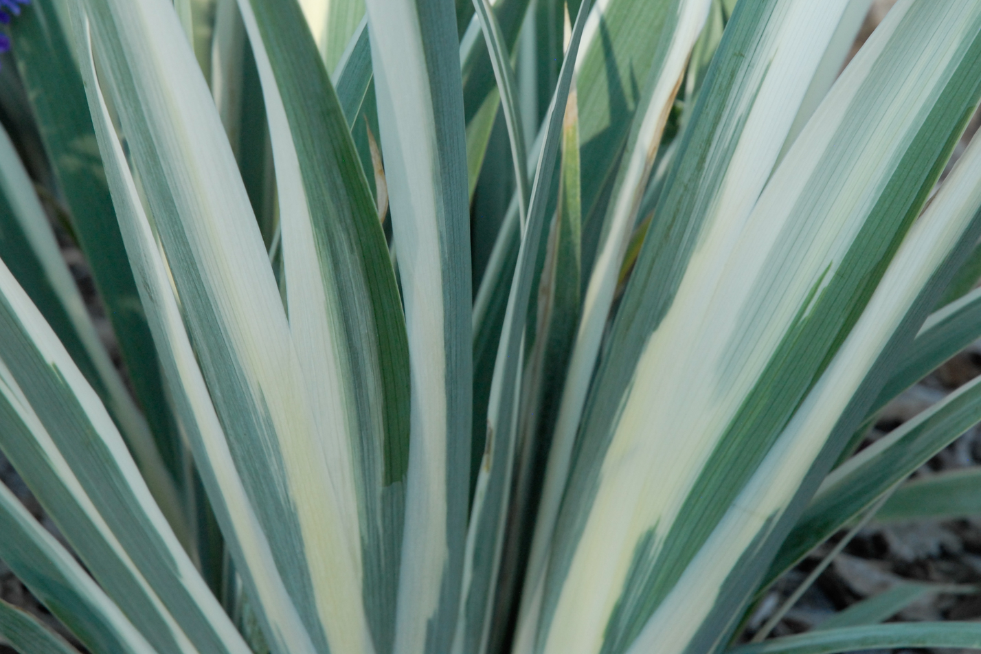 White Dalmatian Iris